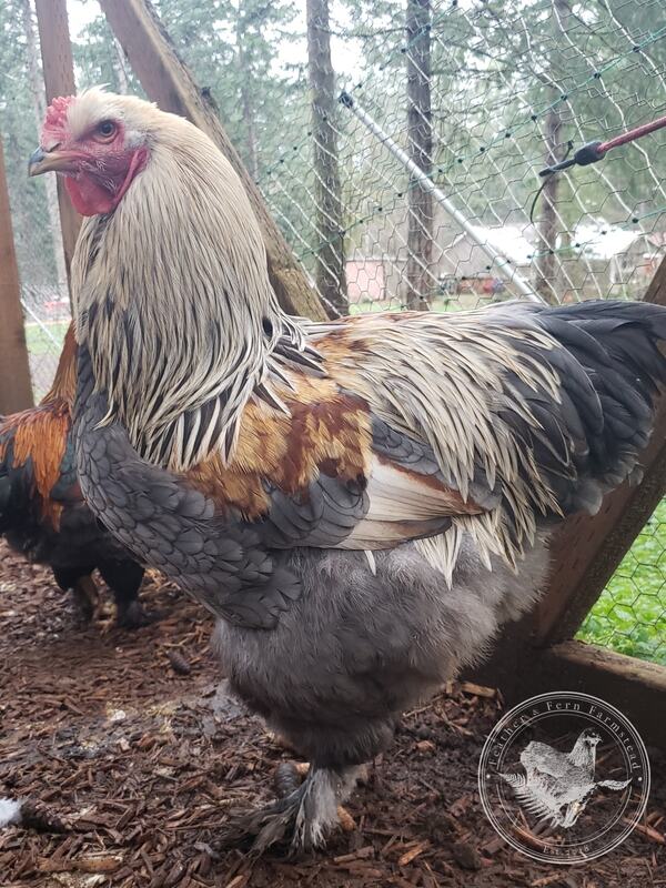 Meet the Isabella Partridge Brahmas  Brahma chicken, Beautiful chickens,  Chickens backyard